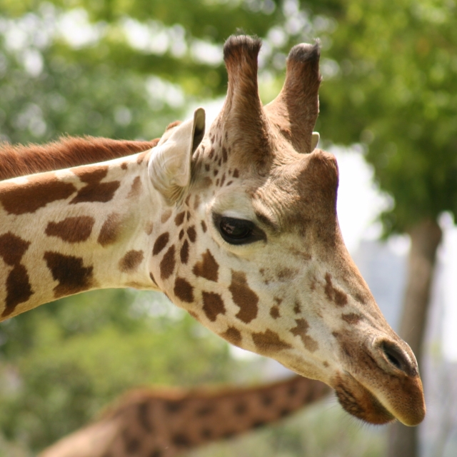 cropped-giraffe