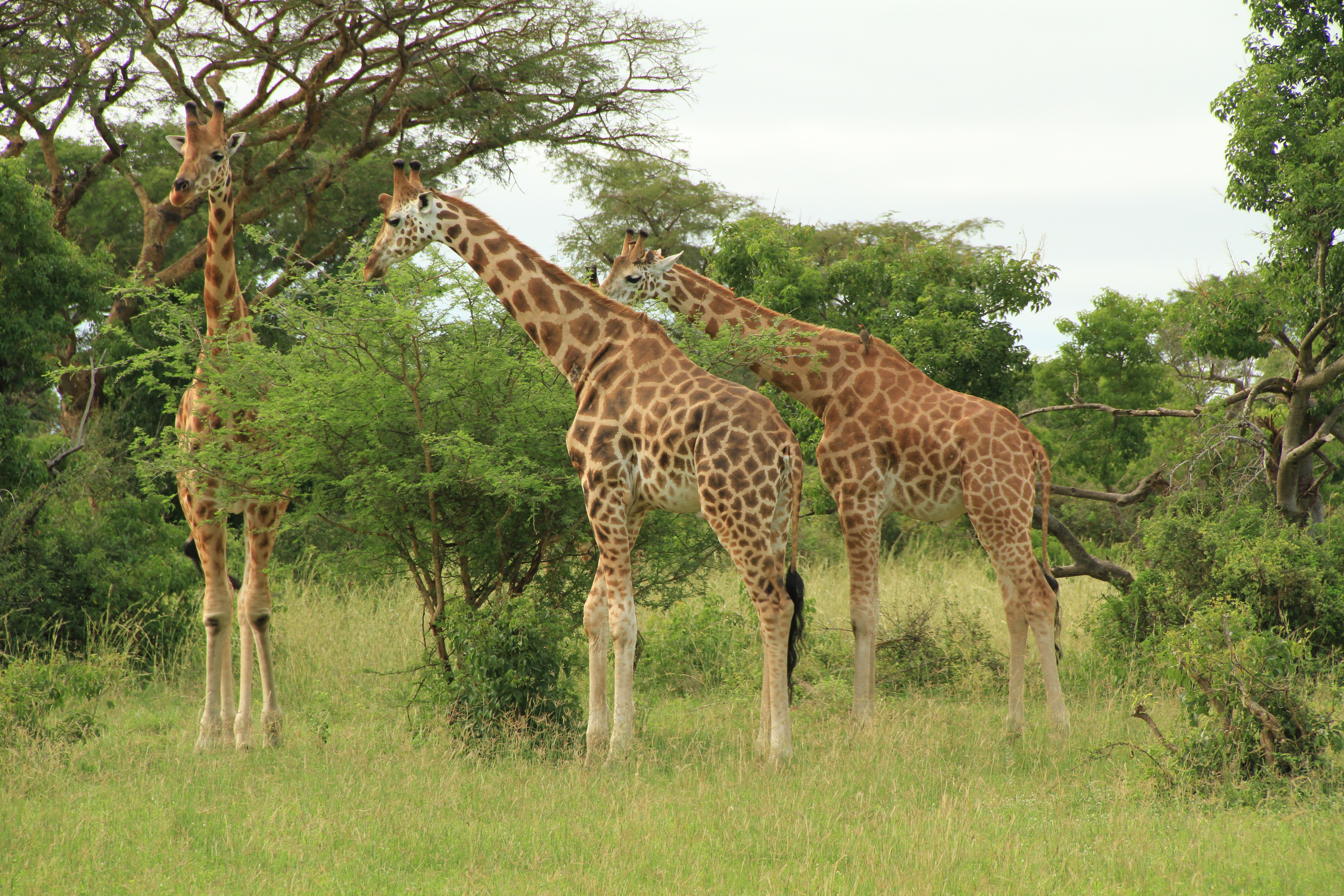 murchison_falls_giraffe